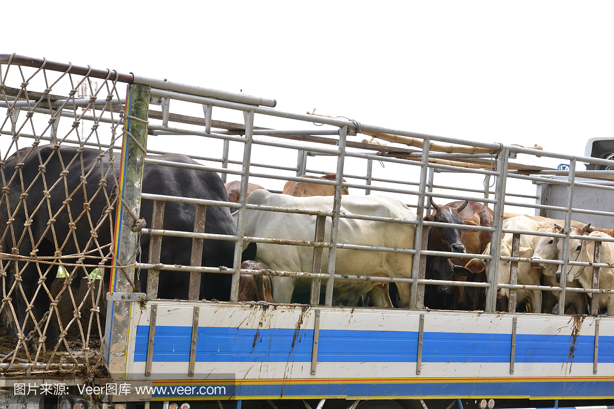 亞洲肉牛養殖卡車