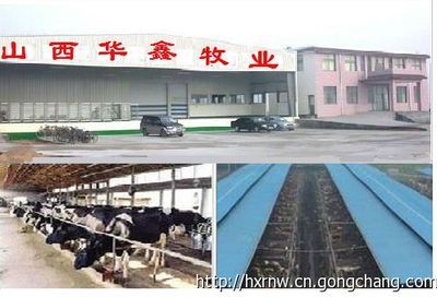西門塔爾牛 改良肉牛養殖 短期育肥肉牛犢利潤_農副產品_世界工廠網
