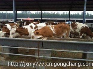 修水縣的肉牛市場行情怎么樣?山東金祥牧業出售_農副產品_世界工廠網