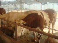 供應濮陽肉牛價格肉牛養殖_農副產品_世界工廠網中國產品信息庫