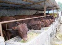 水泊梁山肉牛肉羊 山羊 魯西南黃牛 架子牛 雜交牛_農副產品_世界工廠網中國產品信息庫
