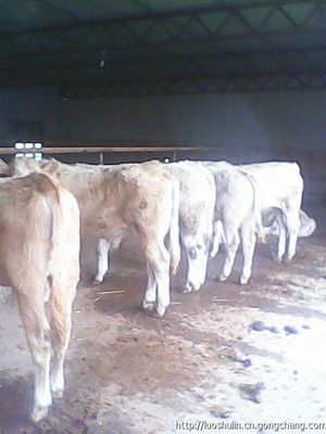 湖北肉牛價格_農副產品_世界工廠網