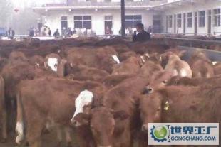 優質三元雜交肉牛犢肉牛價格黃玉龍實惠_農副產品_世界工廠網中國產品信息庫