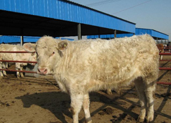 肉牛怎樣育肥更快?_農副產品_世界工廠網