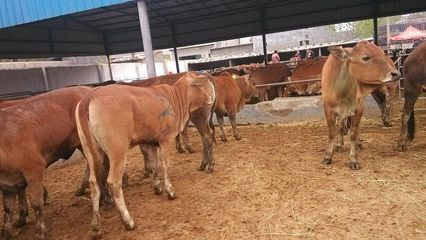 麗水哪里有肉牛養殖場&肉牛犢多少錢_農副產品_世界工廠網