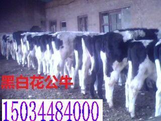 河北肉牛價格_農副產品_世界工廠網