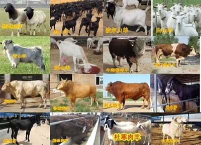 湖南益陽本地有肉牛犢嗎-哪里有賣黃牛犢的_農副產品_世界工廠網