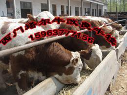 養肉牛后期追肥注意那點FG_農副產品_世界工廠網