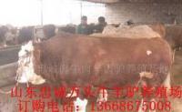 養殖肉牛、奶牛低成本創業利肉潤大_農副產品_世界工廠網中國產品信息庫
