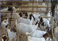 優質 種牛 種羊 肉牛 肉羊 雜_農副產品_世界工廠網中國產品信息庫