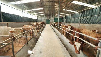 德江:肉牛養殖成“十億+”大產業