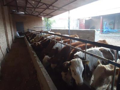 【連州遼寧朝陽肉牛價格-肉牛我們更專業】價格,廠家,牛-搜了網