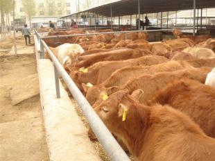 優良的品種合理的價格三和肉牛養殖場_農副產品_世界工廠網