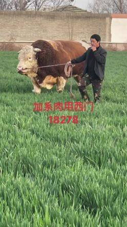 肉牛品種改良 肉用西門塔爾 改良精品后裔 養殖人加油 農村創業養殖 綠色養殖 肉牛養殖 自繁自養 西門塔爾