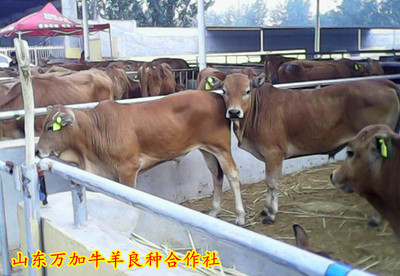 江西肉牛養殖基地