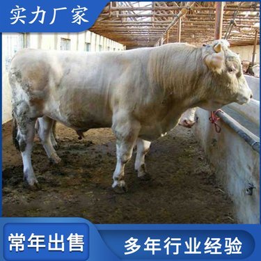 全國肉牛價格最新行情