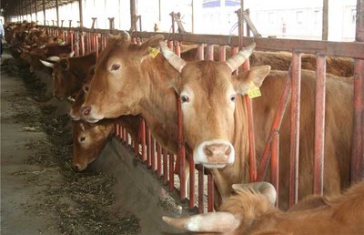 常見的肉牛飼料添加劑