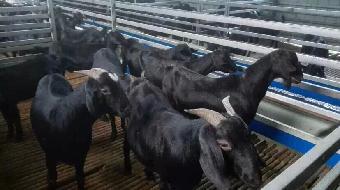 禮縣肉牛價格正規肉牛養殖場肉牛犢價格_志趣網