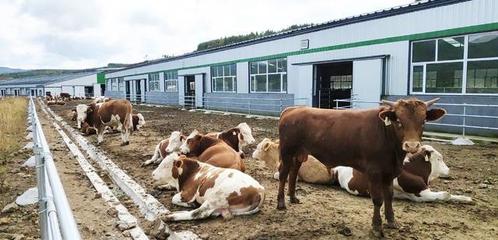 延邊州全力保障肉牛養殖生產