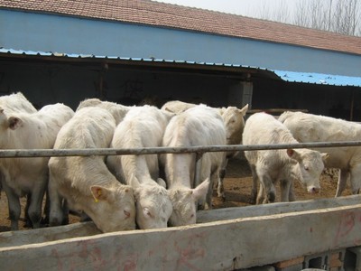 山東肉牛養(yǎng)殖場(chǎng)-肉牛養(yǎng)殖技術(shù)