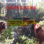 【養(yǎng)肉牛場(chǎng)圖】?jī)r(jià)格,廠家,圖片,供應(yīng)商,牲畜,嘉祥縣航宇牛羊驢養(yǎng)殖場(chǎng) - 產(chǎn)品庫(kù) - 阿土伯交易網(wǎng)