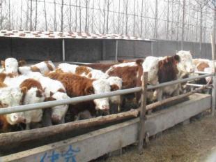 廣西柳州哪里有賣(mài)小黃牛的柳州肉牛苗_農(nóng)副產(chǎn)品_世界工廠網(wǎng)