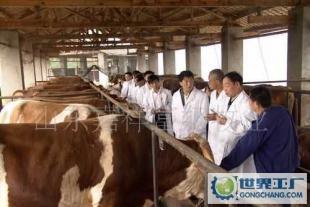 肉牛 肉羊 西門(mén)塔爾牛 波爾山羊 魯西黃牛_農(nóng)副產(chǎn)品_世界工廠網(wǎng)中國(guó)產(chǎn)品信息庫(kù)
