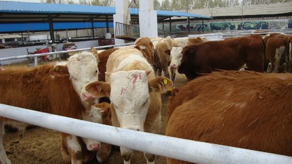【西門(mén)塔爾牛 小牛 肉牛犢種牛 屠宰肉牛 體大肉多致富好選擇】?jī)r(jià)格_廠家_圖片 -