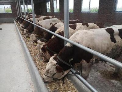 工行福泉支行:"肉牛養(yǎng)殖貸"讓養(yǎng)殖戶致富有奔頭