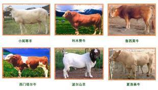 常德市肉牛養殖利潤分析,現在肉牛養殖利潤_農副產品_世界工廠網