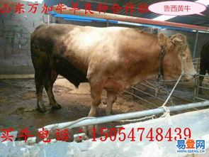 楚雄易登網