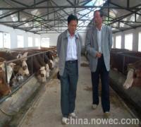 養一頭肉牛的成本_農副產品_世界工廠網