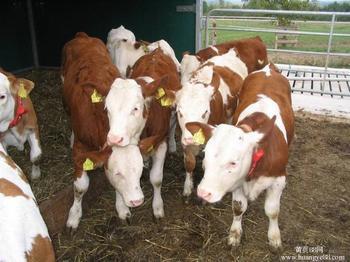 肉牛養殖場-哪里有賣肉牛的牛什么價_農副產品_世界工廠網