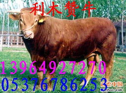 廣東波爾山羊的圈養(yǎng)貴州肉牛的價格小尾寒羊飼養(yǎng)山東養(yǎng)牛場大型產(chǎn)品大圖 山東德農(nóng)肉牛波爾山羊肉驢養(yǎng)殖基地