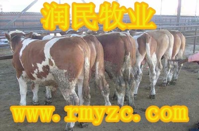 【美味肉牛價格優惠中