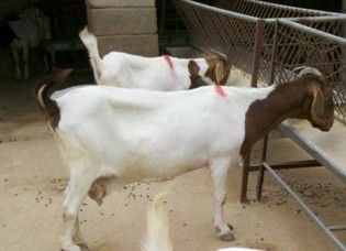 焦作大型肉牛*肉羊養(yǎng)殖場{免費運輸}_農(nóng)副產(chǎn)品_世界工廠網(wǎng)