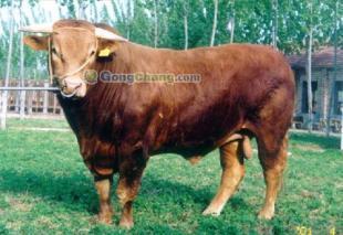 供應遼寧肉牛價格遼寧養(yǎng)牛場_農(nóng)副產(chǎn)品_世界工廠網(wǎng)中國產(chǎn)品信息庫