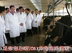 西門塔爾350斤牛犢優(yōu)惠價格_農(nóng)副產(chǎn)品_世界工廠網(wǎng)