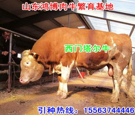 廣州哪里能買到肉牛牛犢