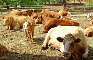 常見的肉牛飼料添加劑