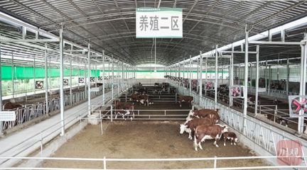 《川觀新聞》報道平昌 : 從分散到集群,巴中肉牛產(chǎn)業(yè)邁向"百億級"