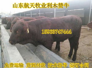 福建省肉牛養(yǎng)殖場價格,產(chǎn)品報價