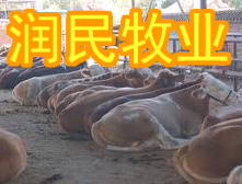 供應養(yǎng)牛的成本、肉牛養(yǎng)殖的前景如何、肉牛調撥基地_農(nóng)副產(chǎn)品_世界工廠網(wǎng)中國產(chǎn)品信息庫