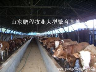全國最大肉牛養(yǎng)殖場 在哪里_農(nóng)副產(chǎn)品_世界工廠網(wǎng)中國產(chǎn)品信息庫
