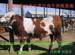 東北肉牛基地 通順牧業(yè) 東北改良黃牛 東北肉?；貎r格及規(guī)格型號
