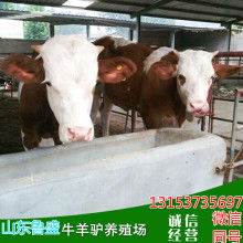 魯西黃牛價(jià)格 魯西黃牛公司 圖片 視頻