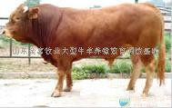 肉牛 批發(fā)價(jià)格 廠家 圖片 食品招商網(wǎng)