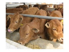 商品肉牛濃縮飼料河南濮陽批發(fā)