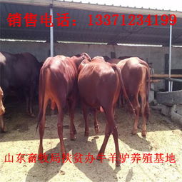重慶養(yǎng)殖小牛仔一年能掙多少錢