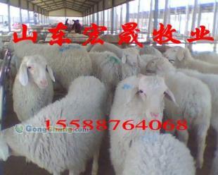 供應宏晟肉驢養殖 肉羊養殖 優質改良肉牛_農副產品_世界工廠網中國產品信息庫
